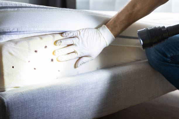 Best Pest Prevention Services  in Mountain Road, VA