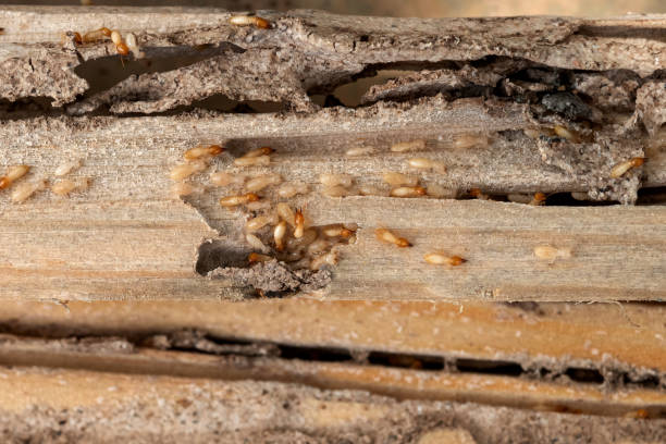 Reliable Mountain Road, VA Pest Control Solutions